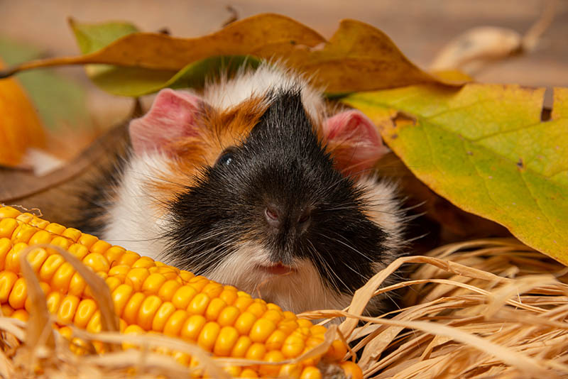 guinea pig hiding under autumn leaves behind the corn