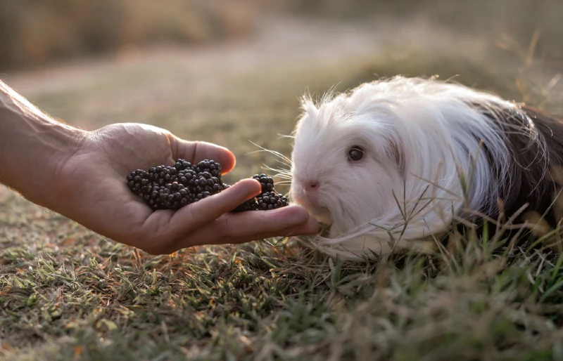 guinea pig on the grass eating blackberries from a person's hand