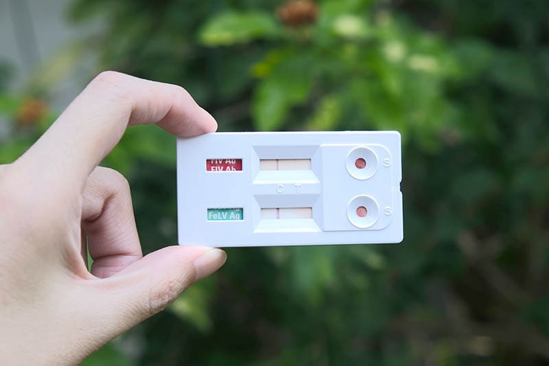 hand holding FIV and FeLV test kit