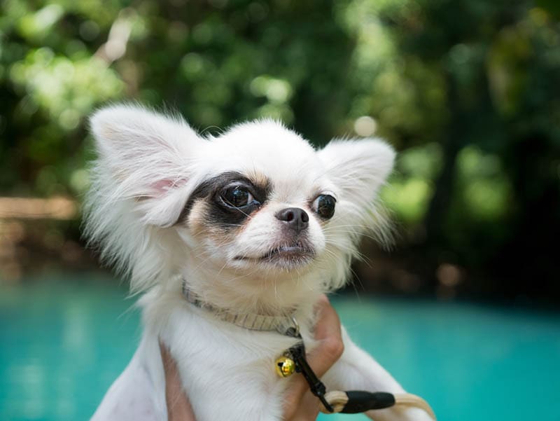 hand holding white long coat apple head chihuahua dog with collar