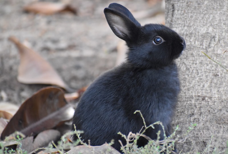 havana rabbit outdoor