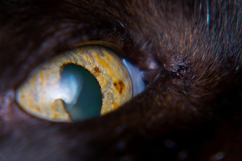 iris melanosis in adult cat