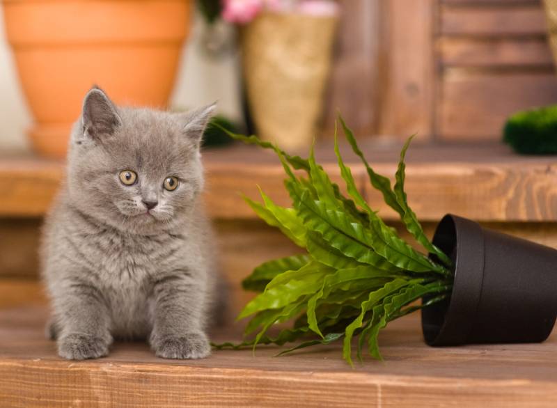 kitten knocked over flower pot