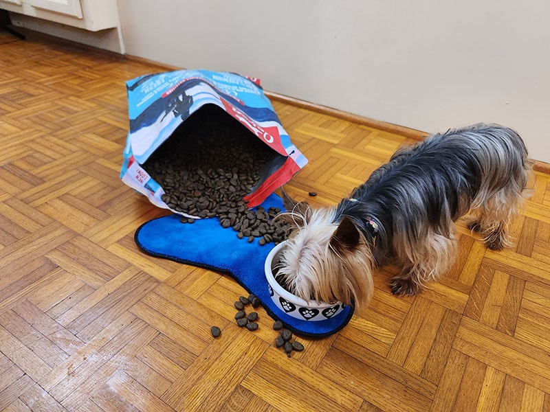 leo eating orijen six fish dog food