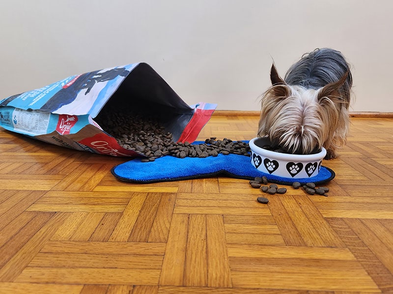 leo enjoying the orijen six fish dog food