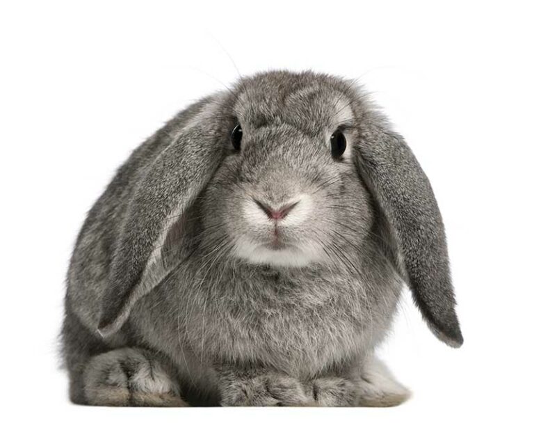 Lopkin Rabbit Velveteen Lop Rabbit: Pictures, Care Guide, Lifespan & Traits | Hepper ...