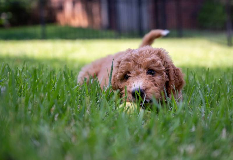 low angle shot of the goldendoodle puppy in the grass