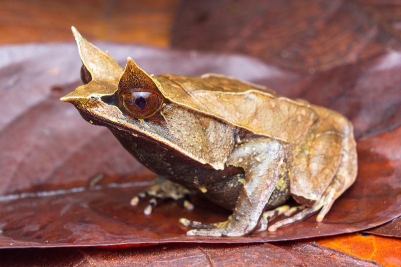 malayan horned frog