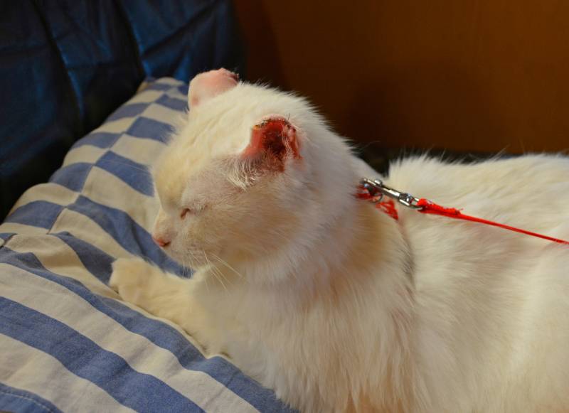 male cat recovers from surgery at home for ear cancer on both ears