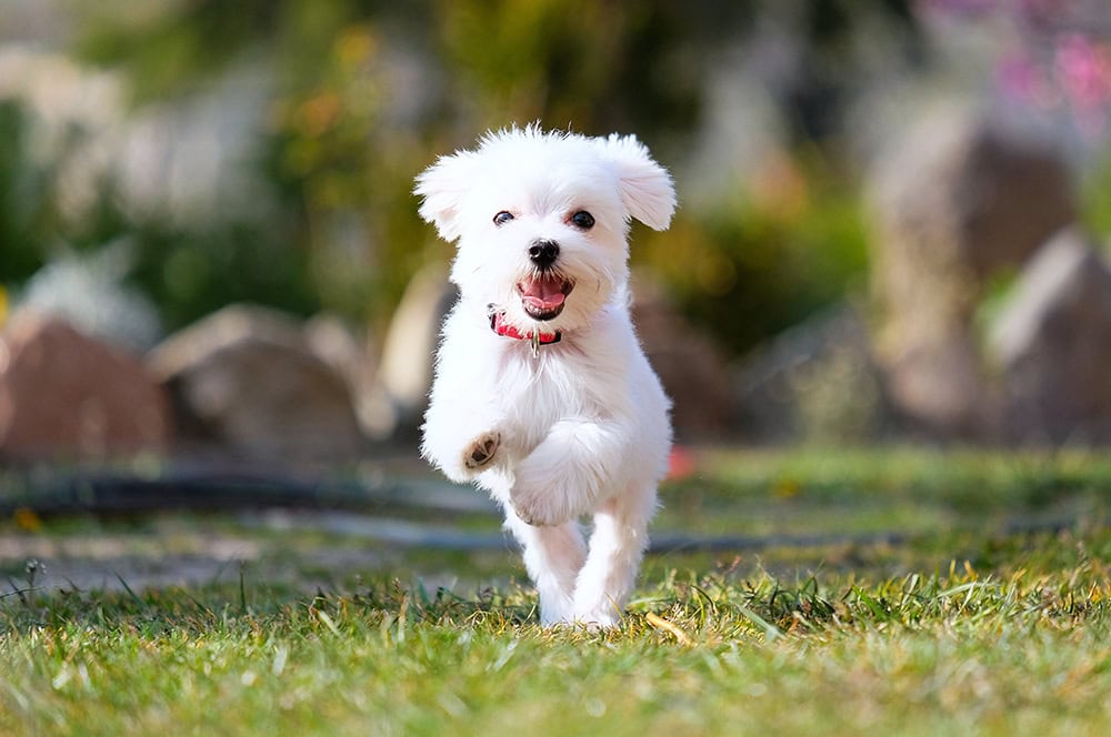 maltese puppy running outdoor