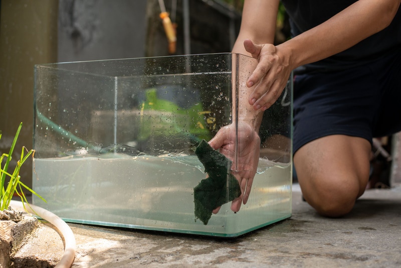 man cleaning aqaurium