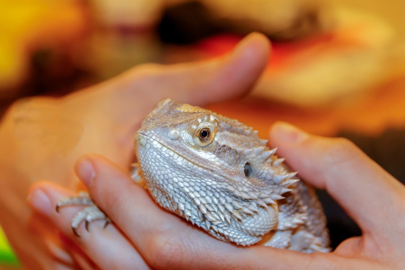 man holding bearded dragons hand