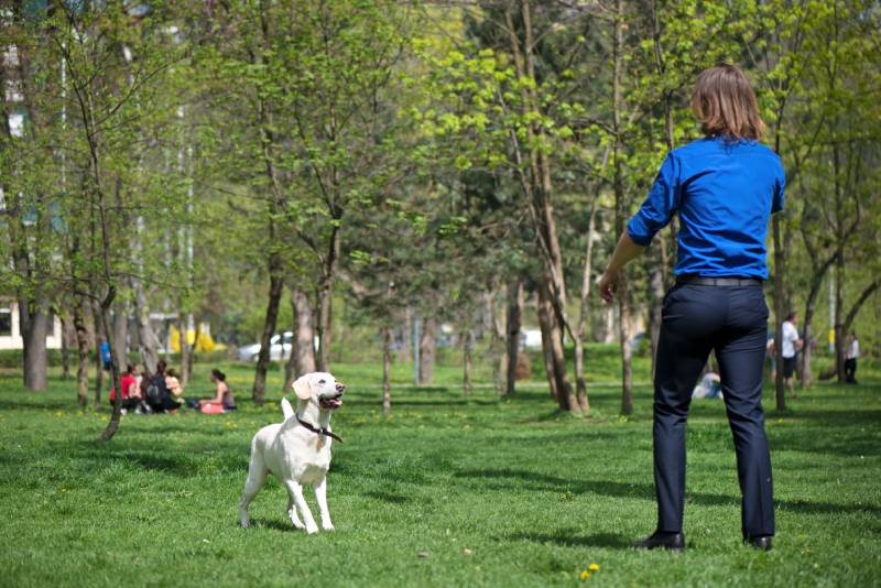 man in a suit commanding the dog