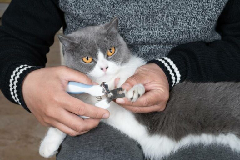 Vet Operating Declaw How Do Vets Declaw Cats? Our Vet Explains the Procedure & FAQ | Hepper ...