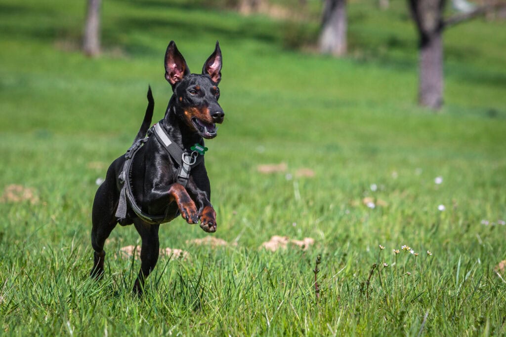 manchester terrier
