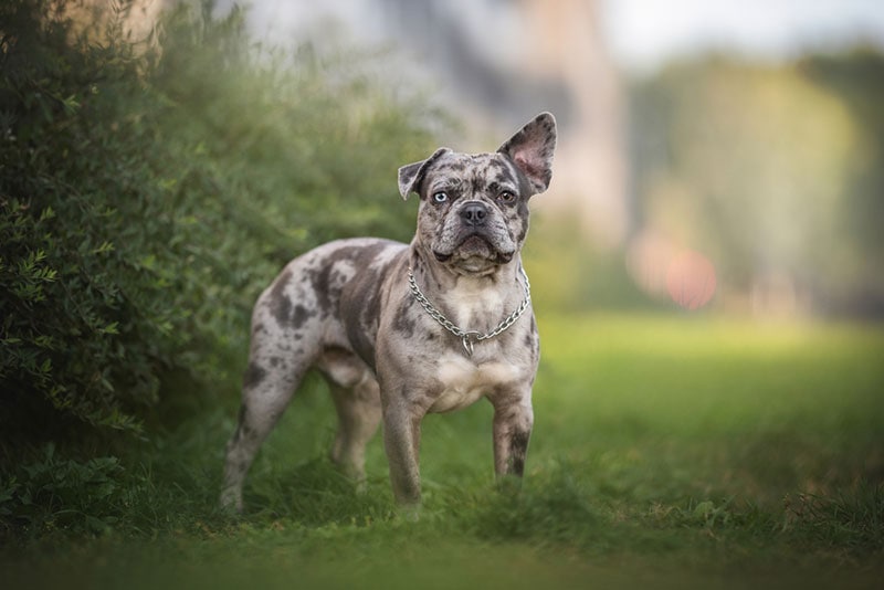 merle french bulldog standing on grass