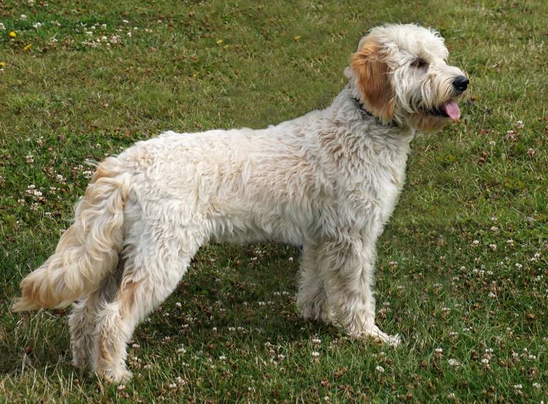 miniature goldendoodle dog standing outdoors