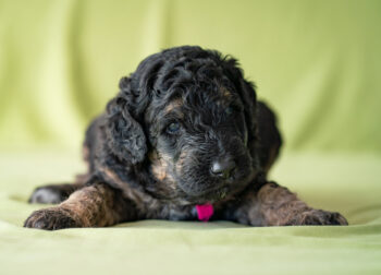 How Long Do Goldendoodles Live? Vet Reviewed Lifespan, Data & Care