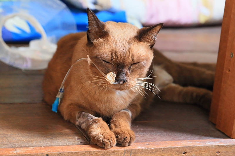 old siamese cat sick with feeding tube on the nose