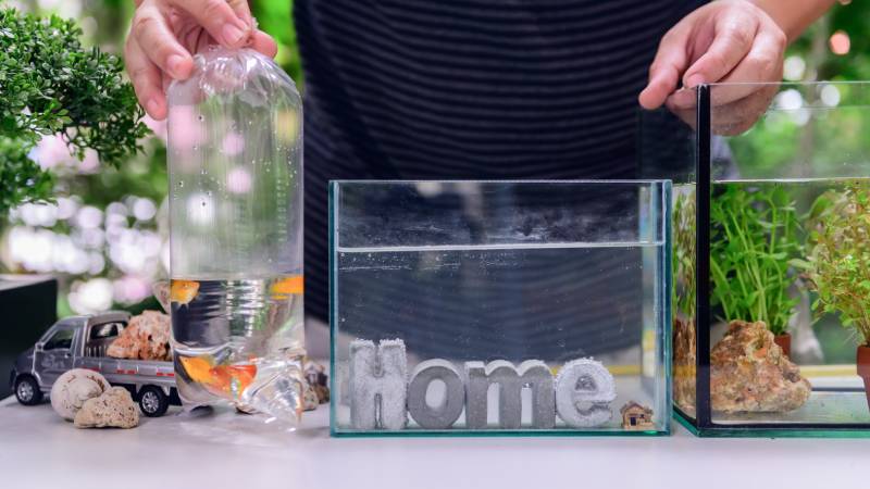 owner holding fish in a plastic about to add into a small tank