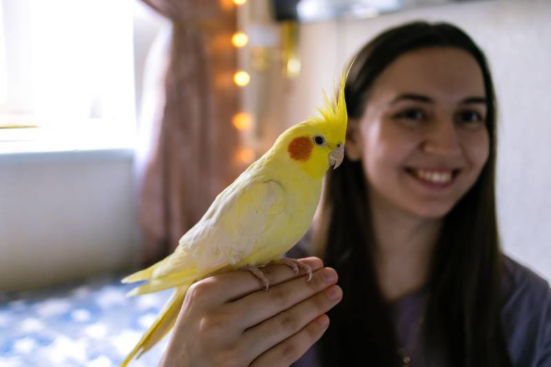 parrot sits on a owners finger