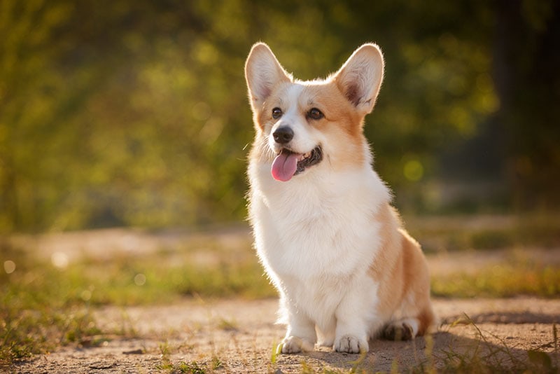 pembroke welsh corgi dog sitting on the ground