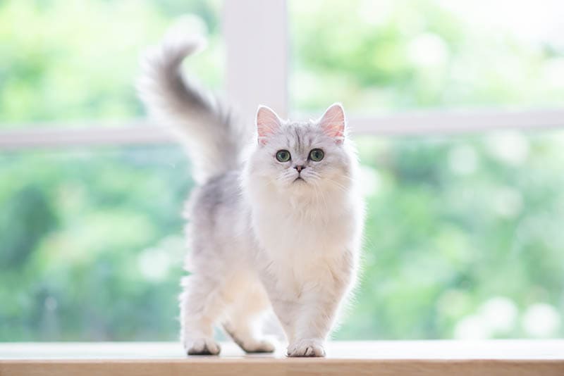 persian cat circling on a table near the window