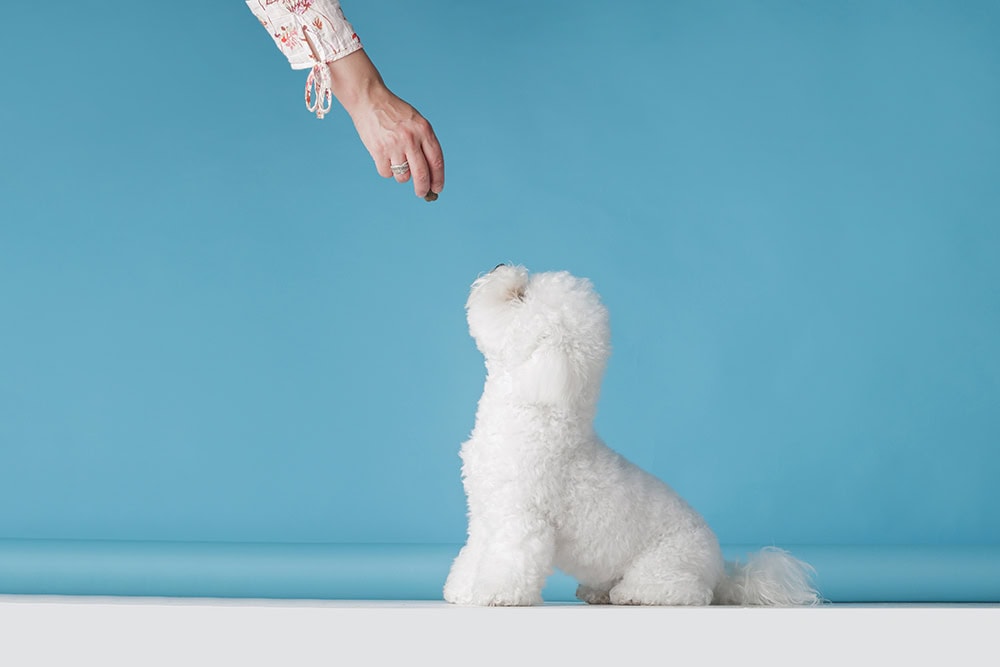 person giving bichon frise dog a treat