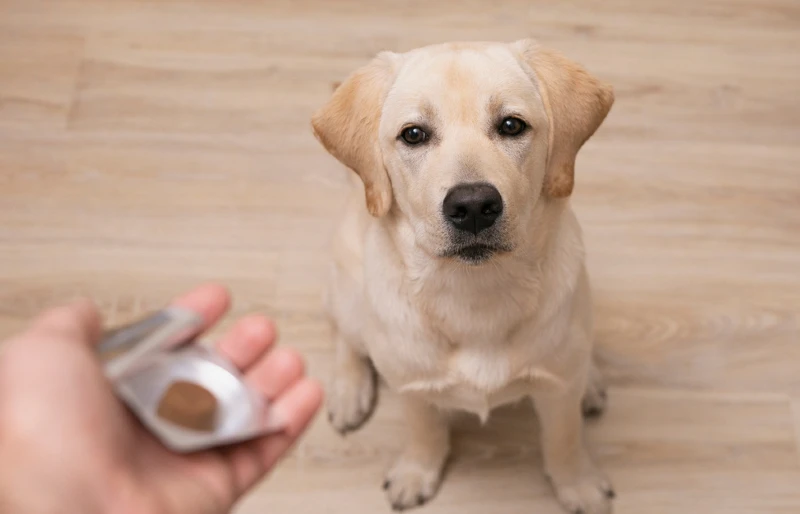 person giving medicine to a dog