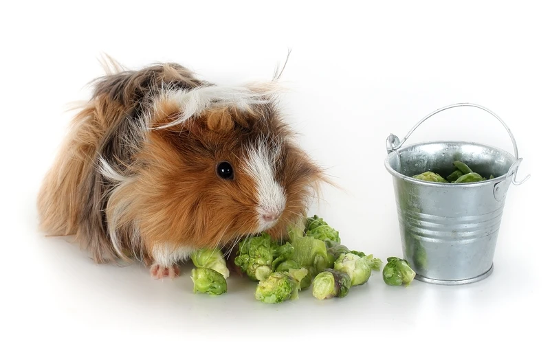 peruvian guinea pig eating brussels sprouts