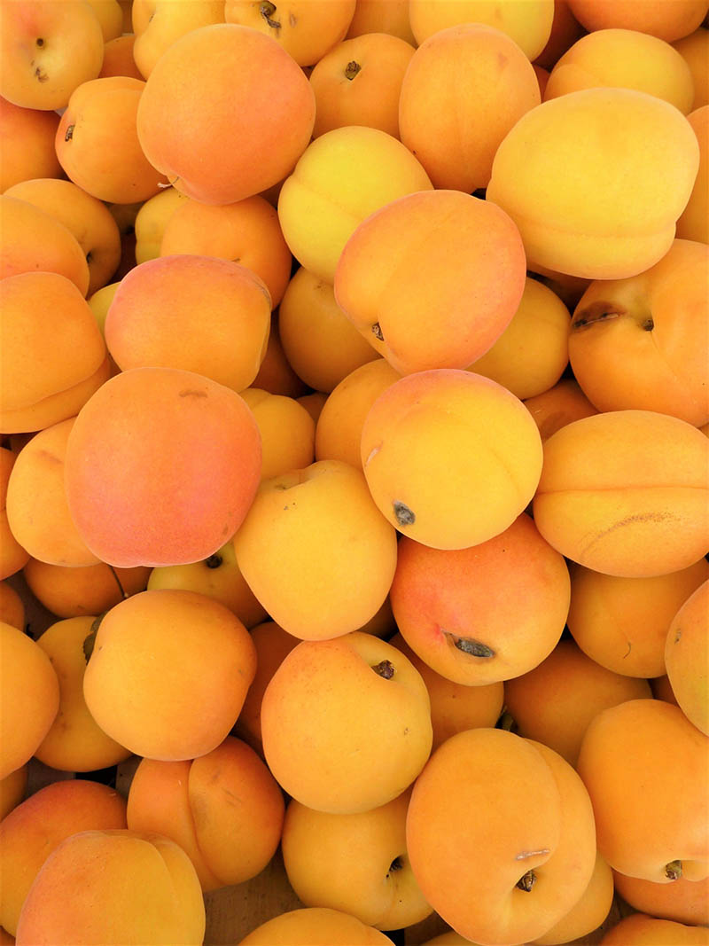 pile of ripe apricots