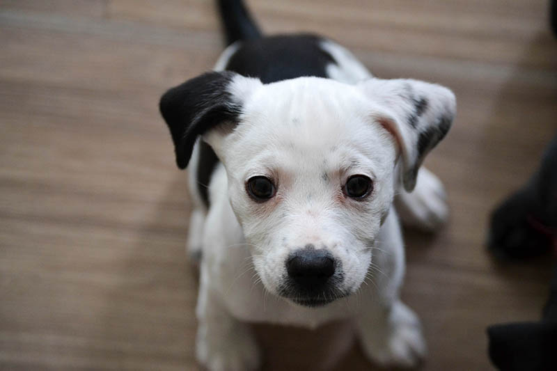 pitmatian puppy on the floor