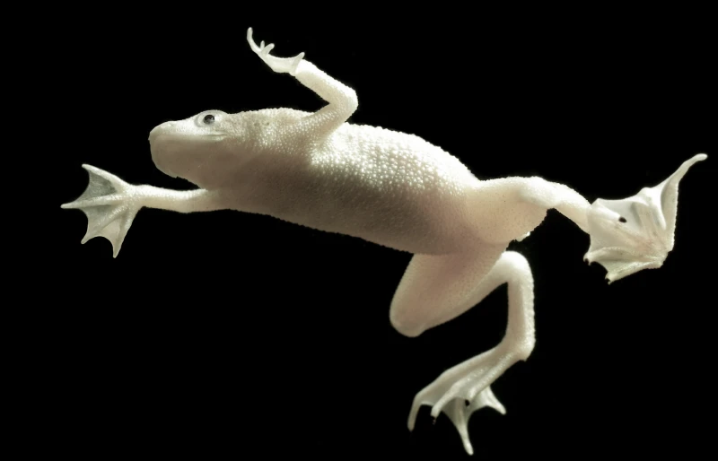 platinum white zaire dwarf clawed frog or african dwarf frog (hymenochirus boettgeri)
