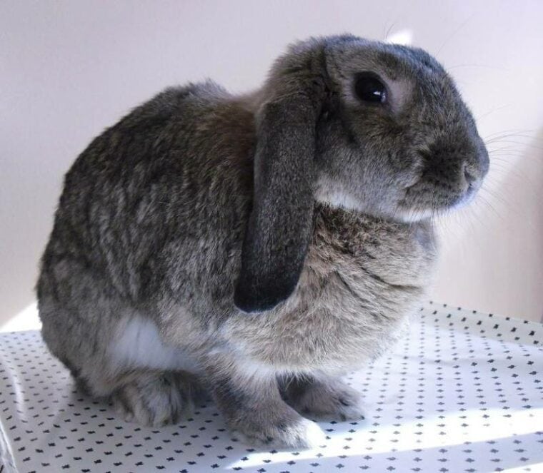 Plush Lop Rabbit: Pictures, Care Guide, Lifespan & Traits | Hepper Pet ...