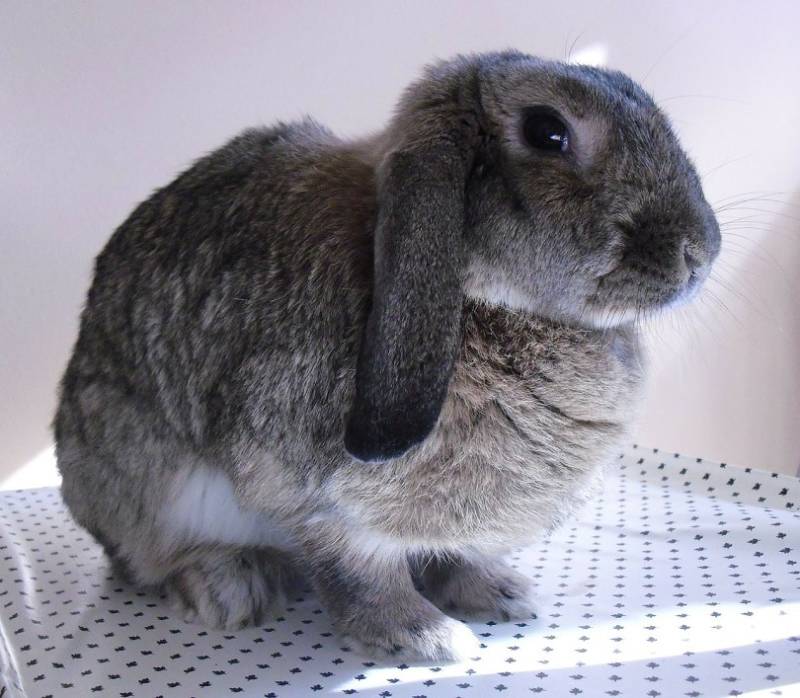 plush lob rabbit