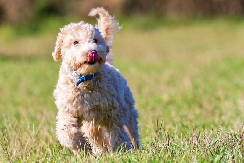 poochon puppy running in a park