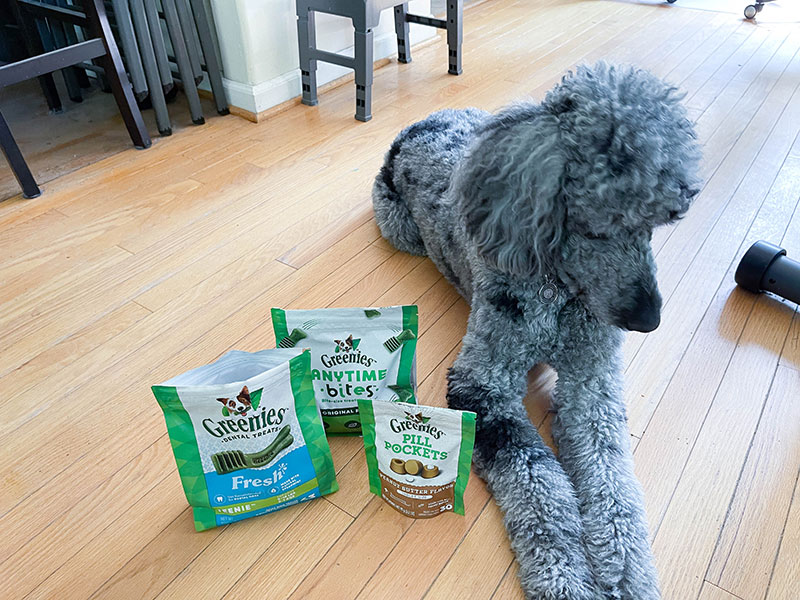 poodle dog with greenies dog treats