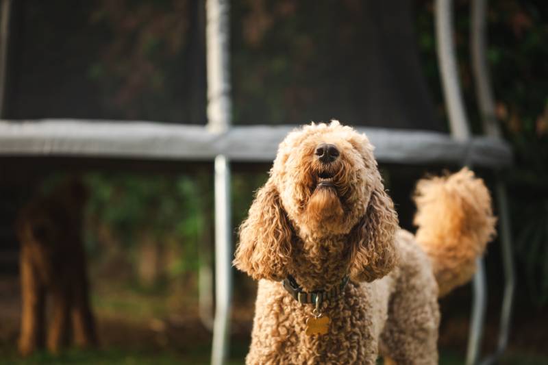 poodle golden retriever barking