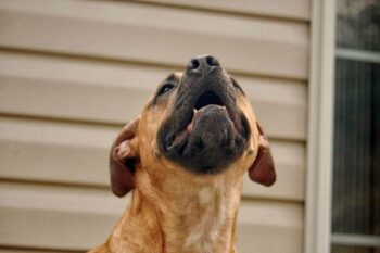Why Is My Dog's Nose Running? 10 Vet-Reviewed Reasons Hepper Pet