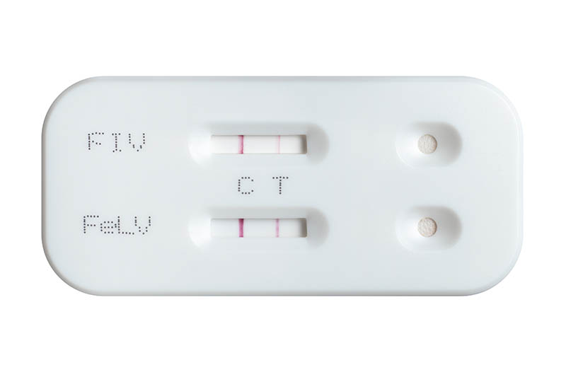 positive FIV and FeLV test result