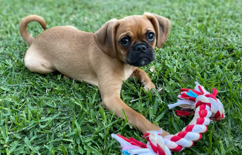 puppy pugalier mixed breed dog playing with toy in the backyard