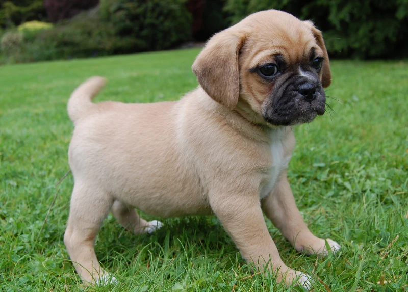 puppy pugalier mixed breed dog standing on grass