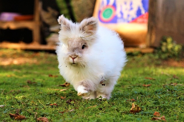 English Angora Rabbit