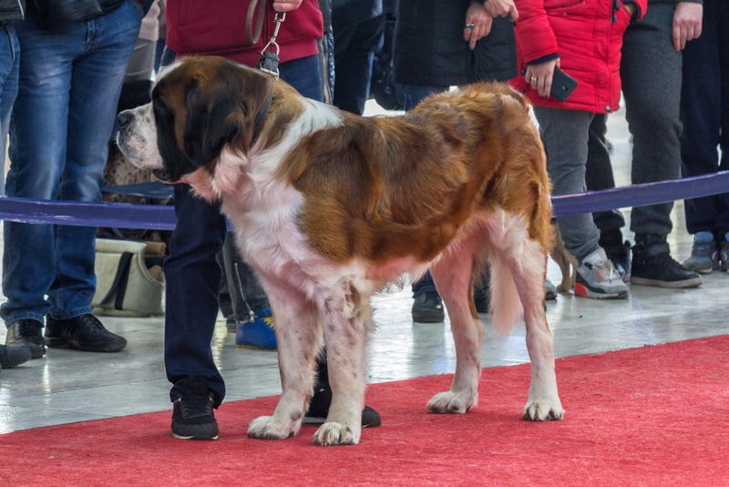 saint bernard dog at the dog show