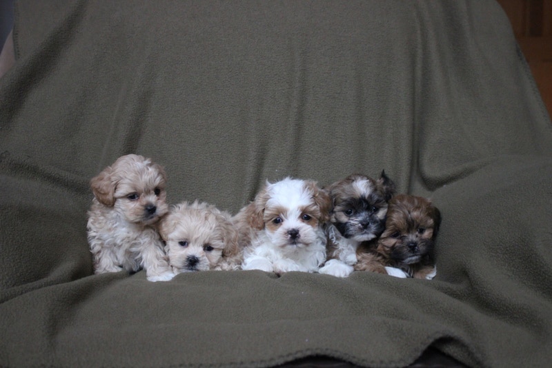 shih poo puppies