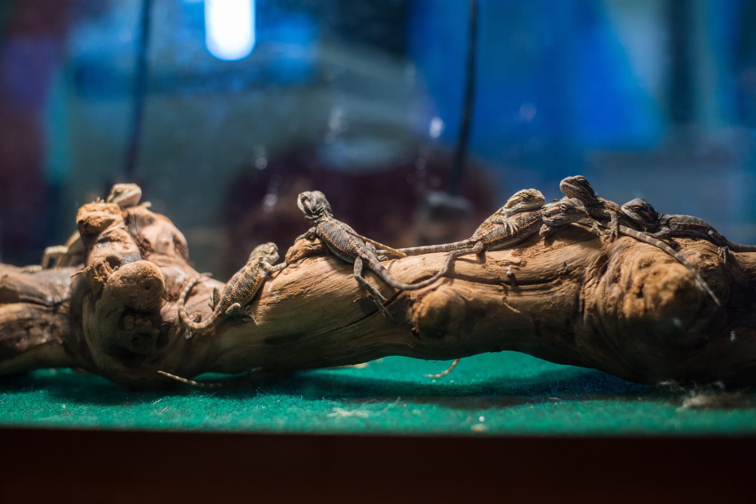 Baby Bearded Dragons