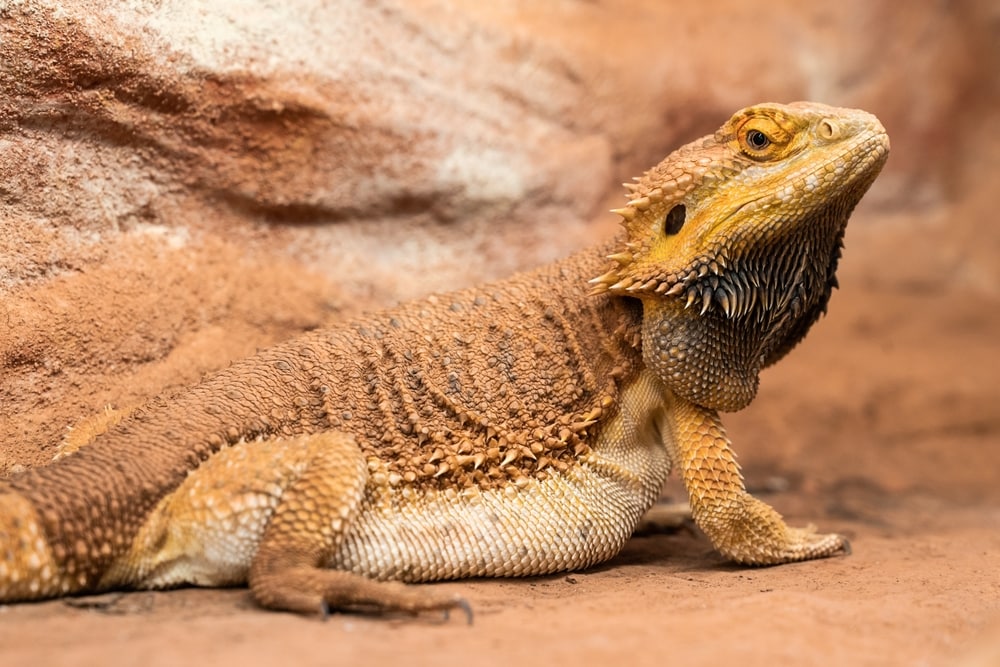 Female Bearded Dragon (Gravid)