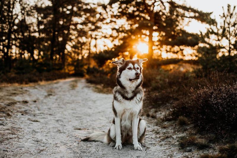siberian retriever outdoors