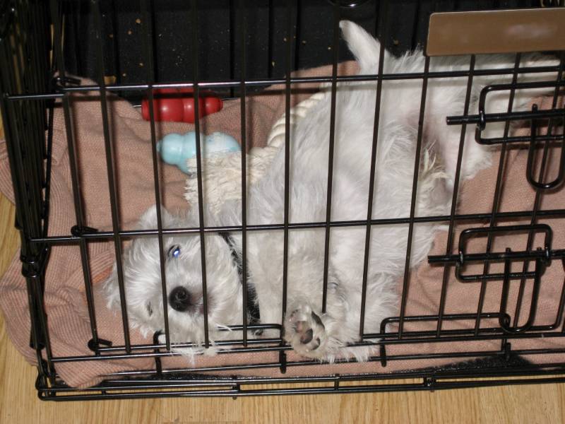 silly westie puppy wriggling on his back in his crate