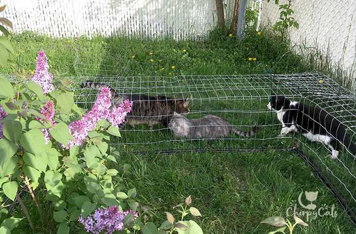 simple diy cat tunnels in backyard